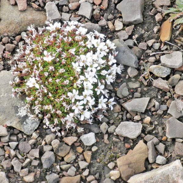 Arenaria pseudofrigida Svalbard Longyearbyen 2014 1 A.Elven a